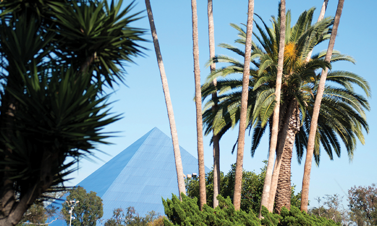 CSULB Placeholder Palm Tree