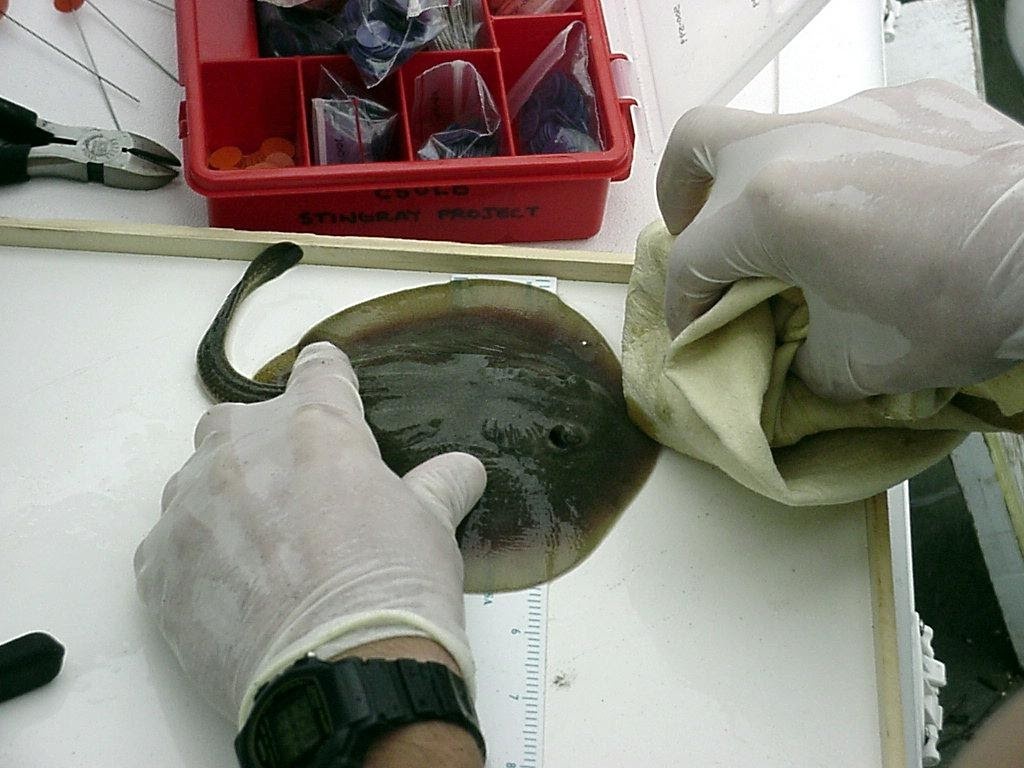 Fig. 9 - cleaning and measuring a stingray
