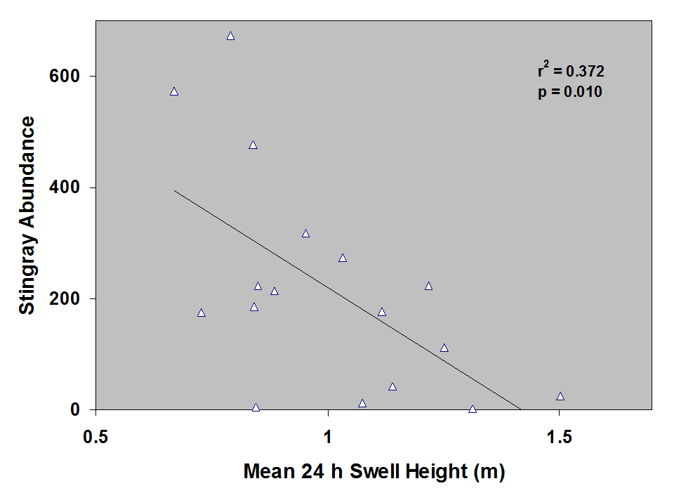 Fig. 14 - Stingray Abundance vs. Mean 24 hour swell height