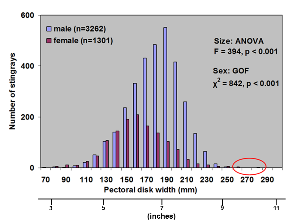 Fig. 16 - pectoral disk width versus number of stingrays