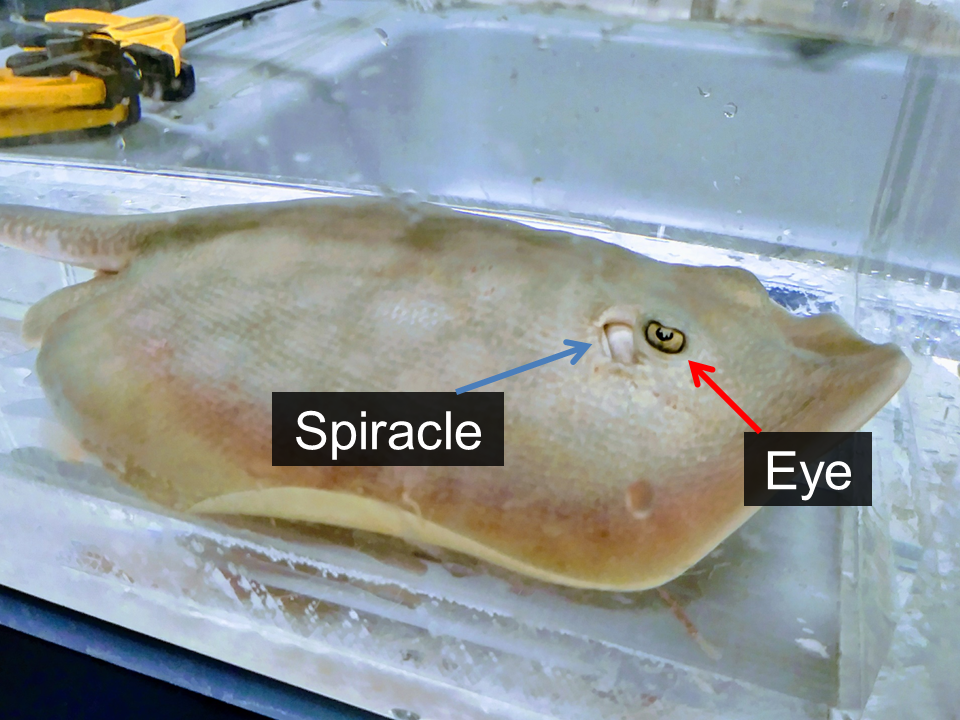 2.png A batoid with its eye and spiracle visible.