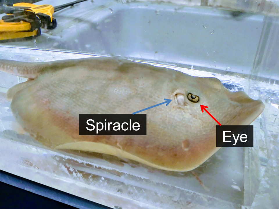 A batoid with its eye and spiracle visible.