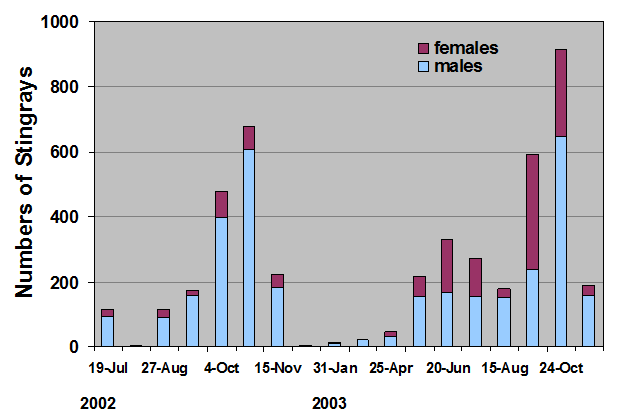 Fig. 17 - abundance of stingrays over time