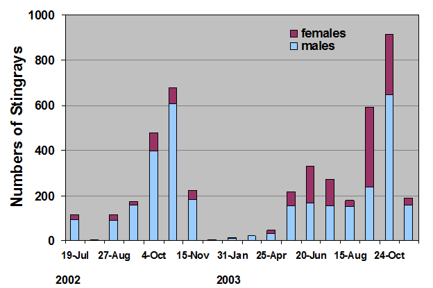 30.png Fig. 17 - abundance of stingrays over time