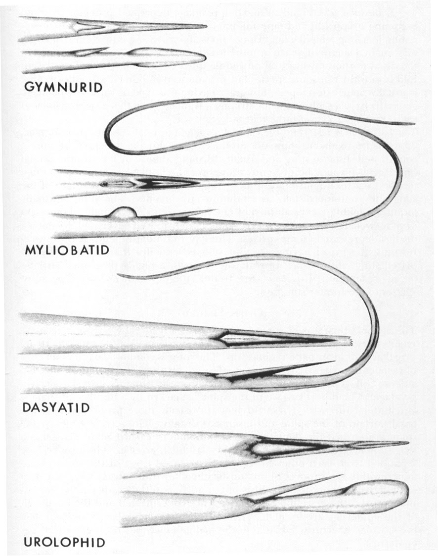 Fig. 19 - stingray spine types
