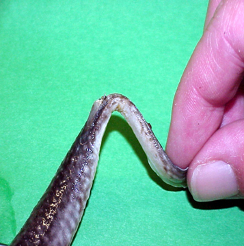 34.png Fig. 21 - stingray with clipped spine