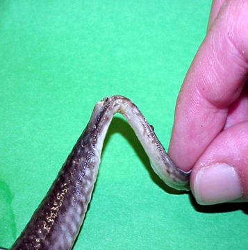 Fig. 21 - stingray with clipped spine