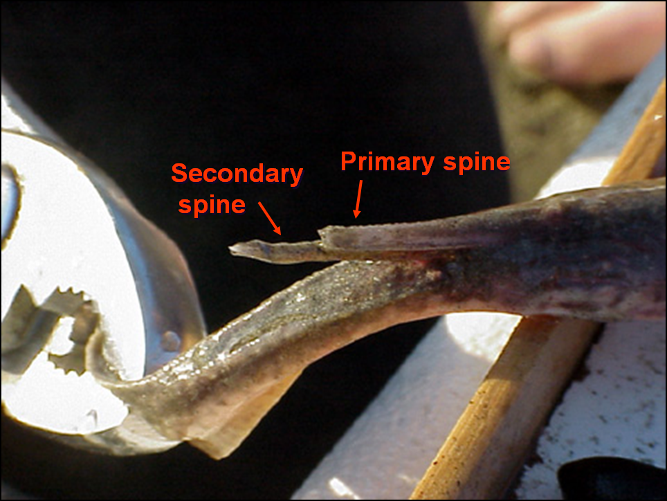 Fig. 22 - round stingray growing secondary spine