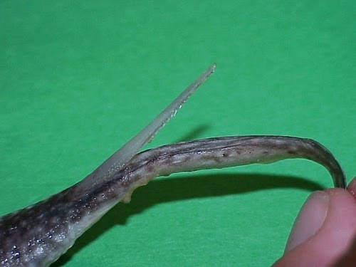 Fig. 24 - round stingray spine