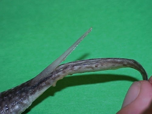 37.jpg Fig. 24 - round stingray spine