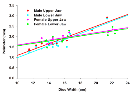 38.png Fig. 25 - tooth morphology
