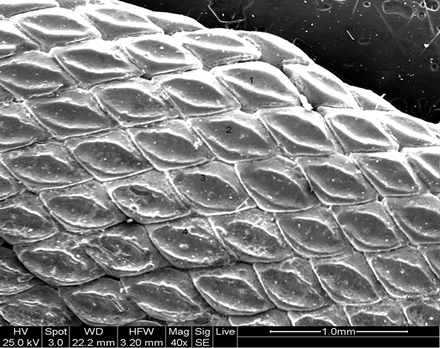 39.png Fig. 26 - scanning electron microscope (SEM) detail of a fem