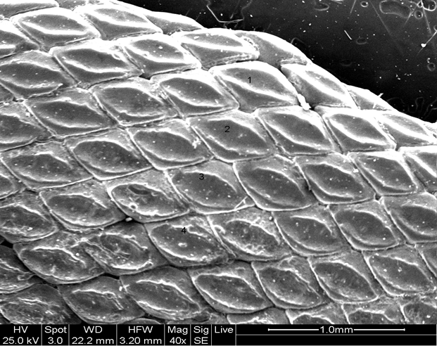 Fig. 26 - scanning electron microscope (SEM) detail of a fem