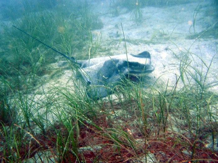 A stingray on the seafloor.