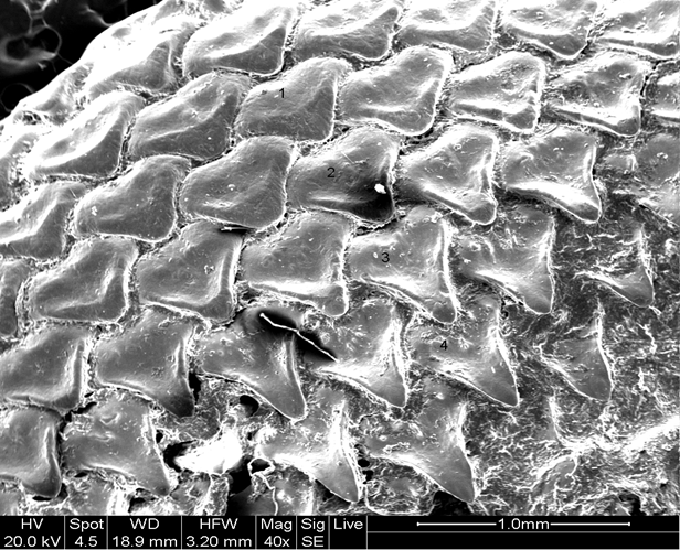 Fig. 27 - scanning electron microscope detail of a male roun