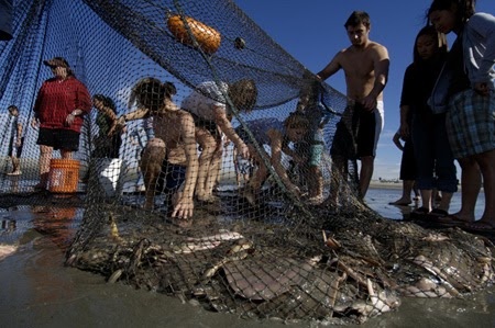 42.jpg Fig. 29 - seine net with captured stingrays