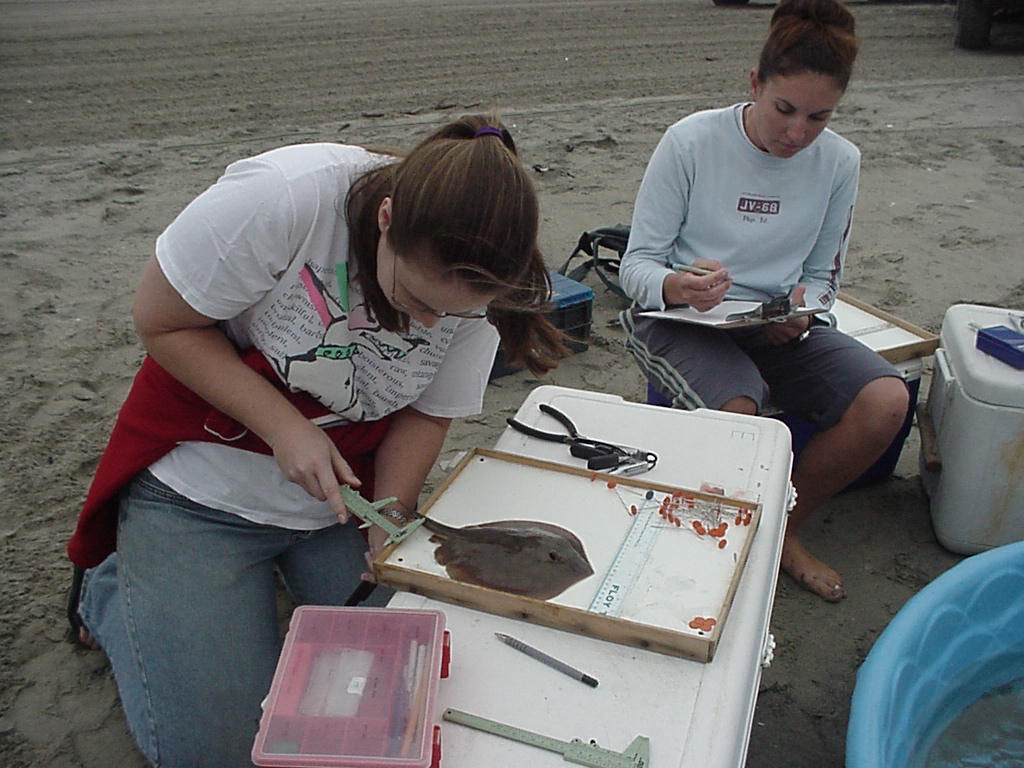 43.png Fig. 30 - tagging stingrays