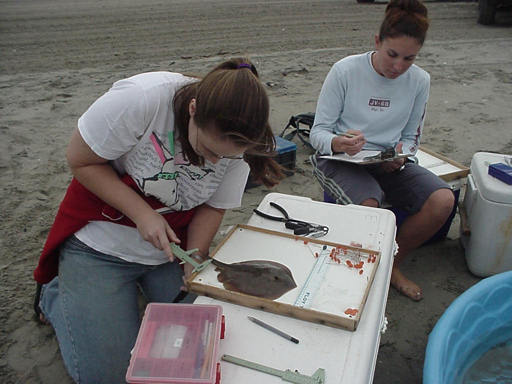 Fig. 30 - tagging stingrays