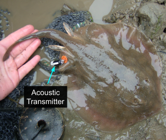 Fig. 32 - round stingray with acoustic transmitter attached