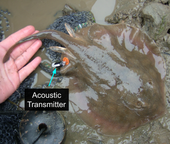 45.png Fig. 32 - round stingray with acoustic transmitter attached
