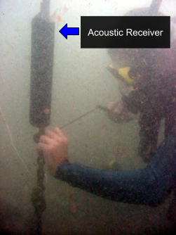 Fig. 33 - researcher deploying an acoustic receiver underwat