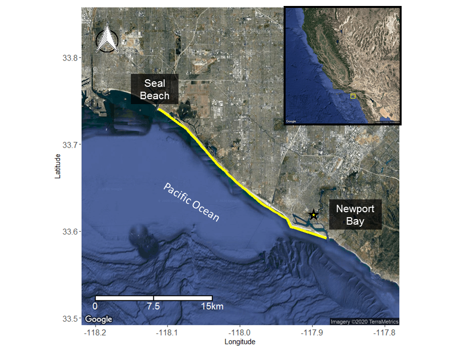 Fig. 35 - stingray traveled from Seal Beach to Newport Bay a