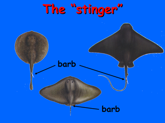 The barb shown through different species.