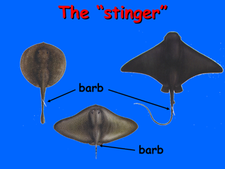 4.png The barb shown through different species.