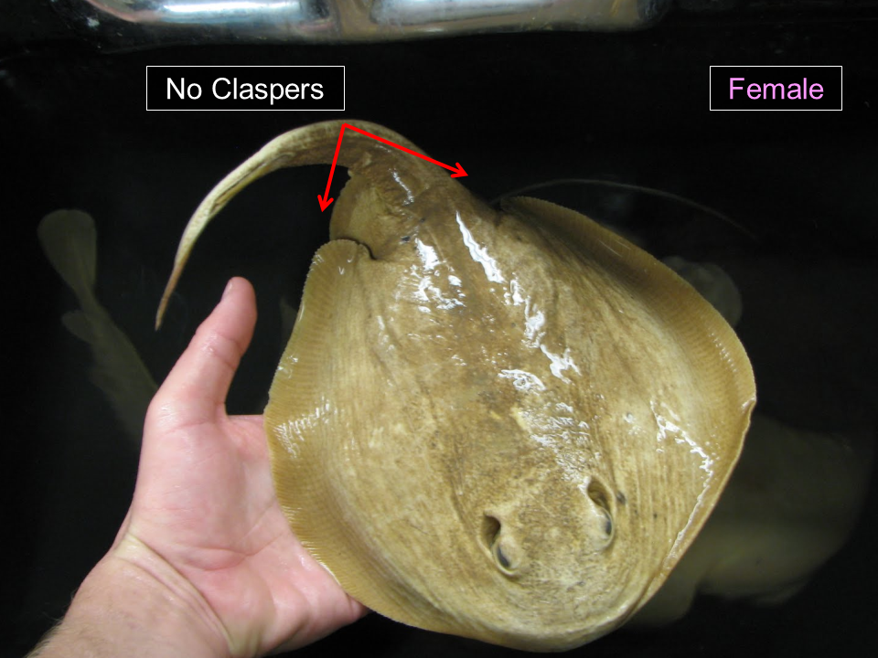 53.png Fig. 39b - females do not have claspers