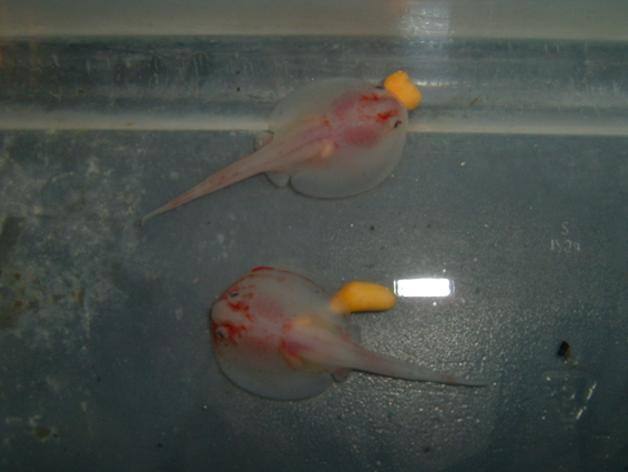 Fig. 40 - young stingrays with yolk sac