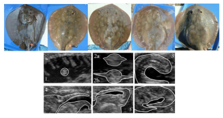 55.png Fig. 41 - stages of pregnancy