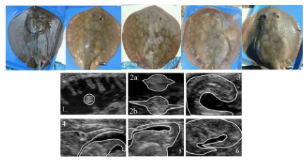 Fig. 41 - stages of pregnancy