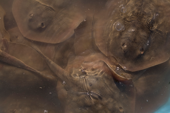 56.png Fig. 42 - stingrays at water surface