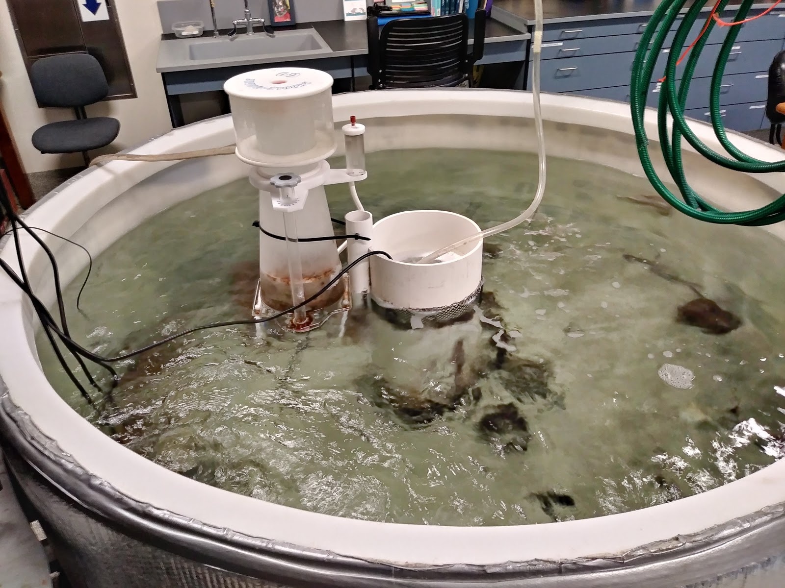 60.jpg Fig. 46 - stingrays in large tank