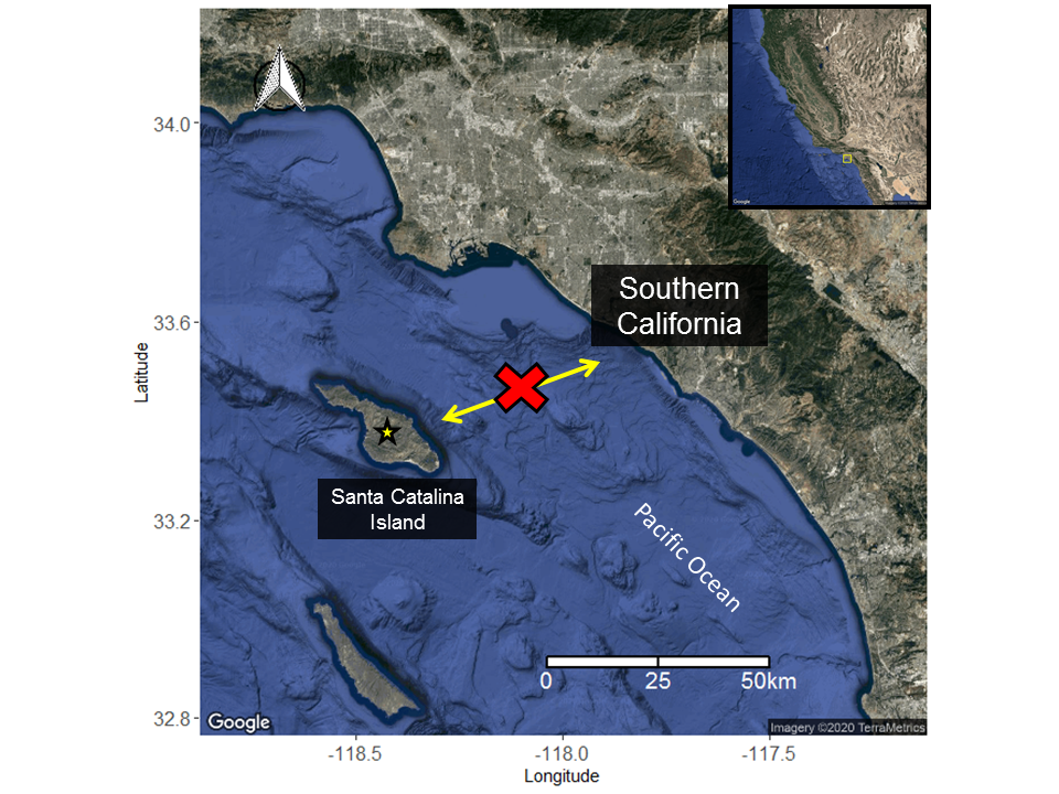 61.png Fig. 47 - stingrays do not travel from Catalina to the mainl