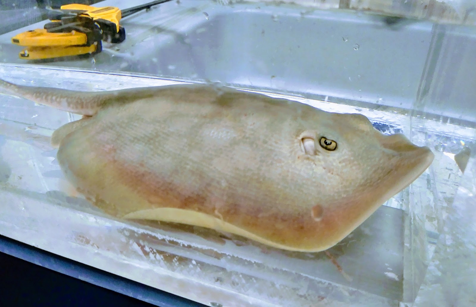 65.jpg Fig. 51 - stingray in tank