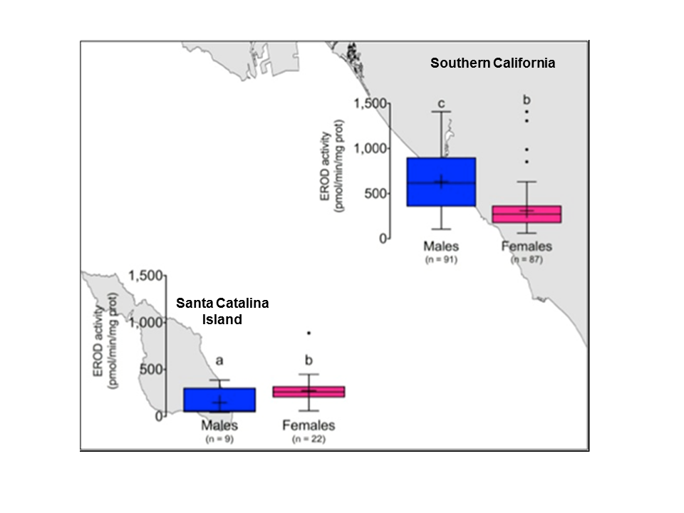 Fig. 53 - EROD activity in Santa Catalina Island versus Sout