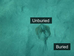 Two stingrays on the seafloor--one buried, the other unburie