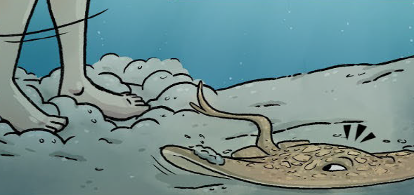 8.png shuffling your feet in sand to alert stingrays