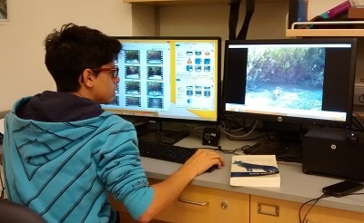 Alain Rosas organizes coyote images on the computer