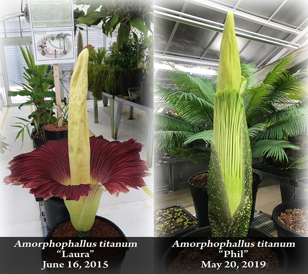 Comparison of corpse flowers Laura versus Phil