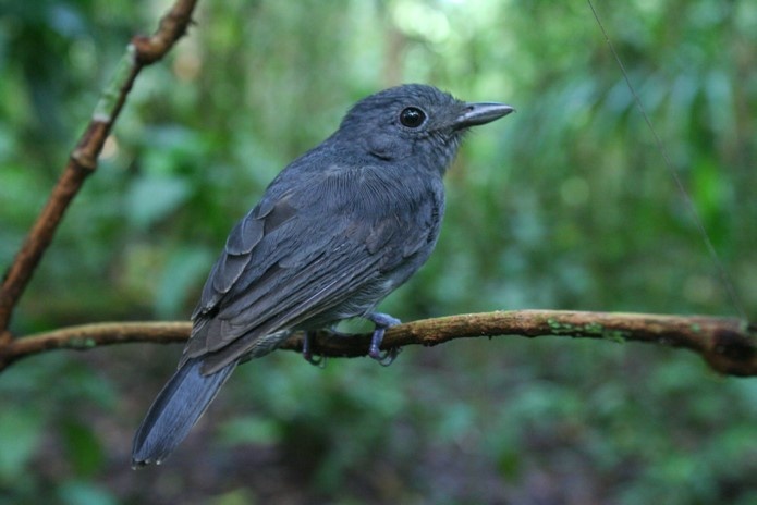 The Dusky-throated Antshrike bird