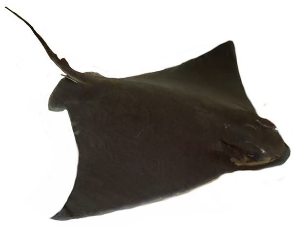 bat ray 