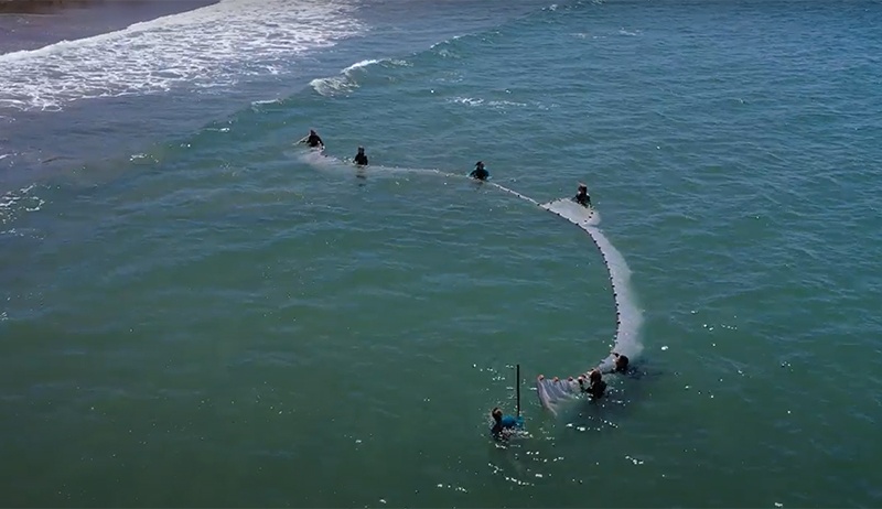beach_seine.jpg Shark lab students doing beach seines to catch fish