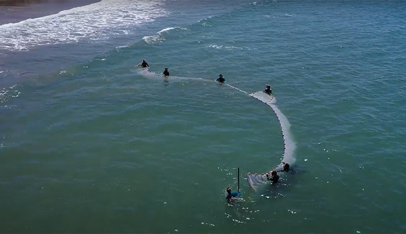 Shark lab students doing beach seines to catch fish