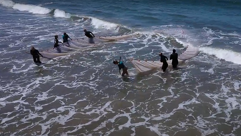 beach_seine_2.jpg Shark lab students pulling a beach seine back to shore