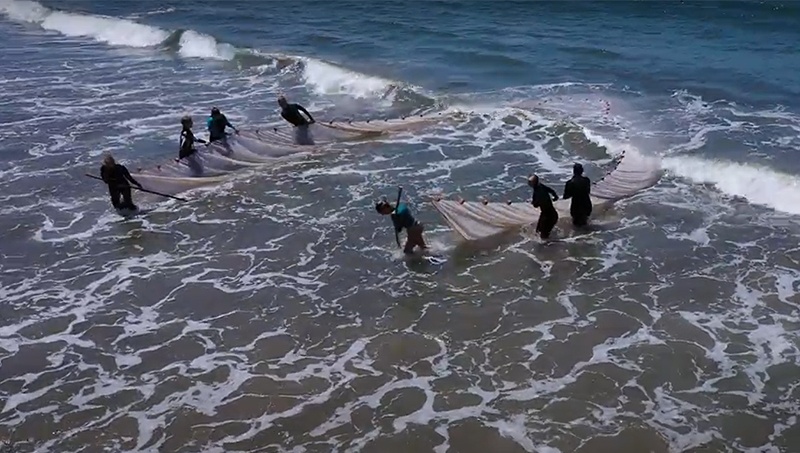 Shark lab students pulling a beach seine back to shore