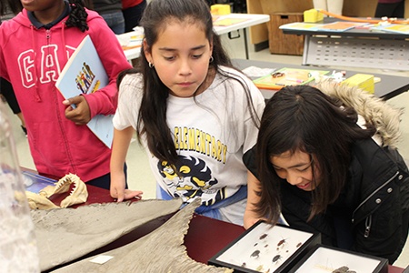 children examining preserved bugs