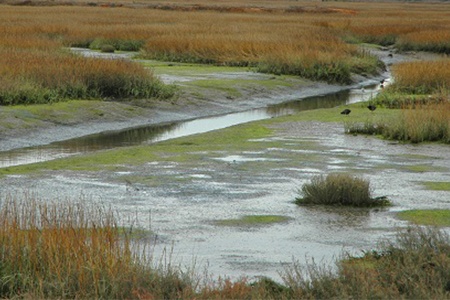 wetlands