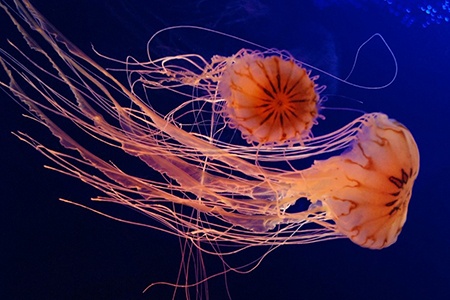 jellyfish